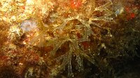 050 Dictyote (Dictyota dichotoma)